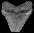 Juvenile Megalodon Tooth - Feeding Damaged Tip #61621-1